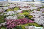 Introduction to Green Roofs