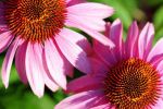 Sustainability: Reports Show Greater Acceptance