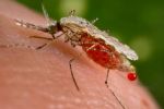 Environment, Agriculture, and Infectious Diseases