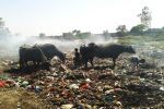 India: Public Health and Environmental Contamination