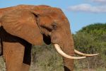 Drones Fight Poachers in Africa