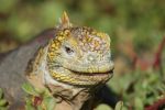 Eco Travel: Galapagos Islands