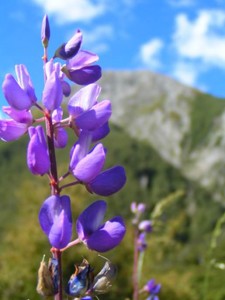 EHS Journal - Purple Flower in New Zealand by Evan Earwicker